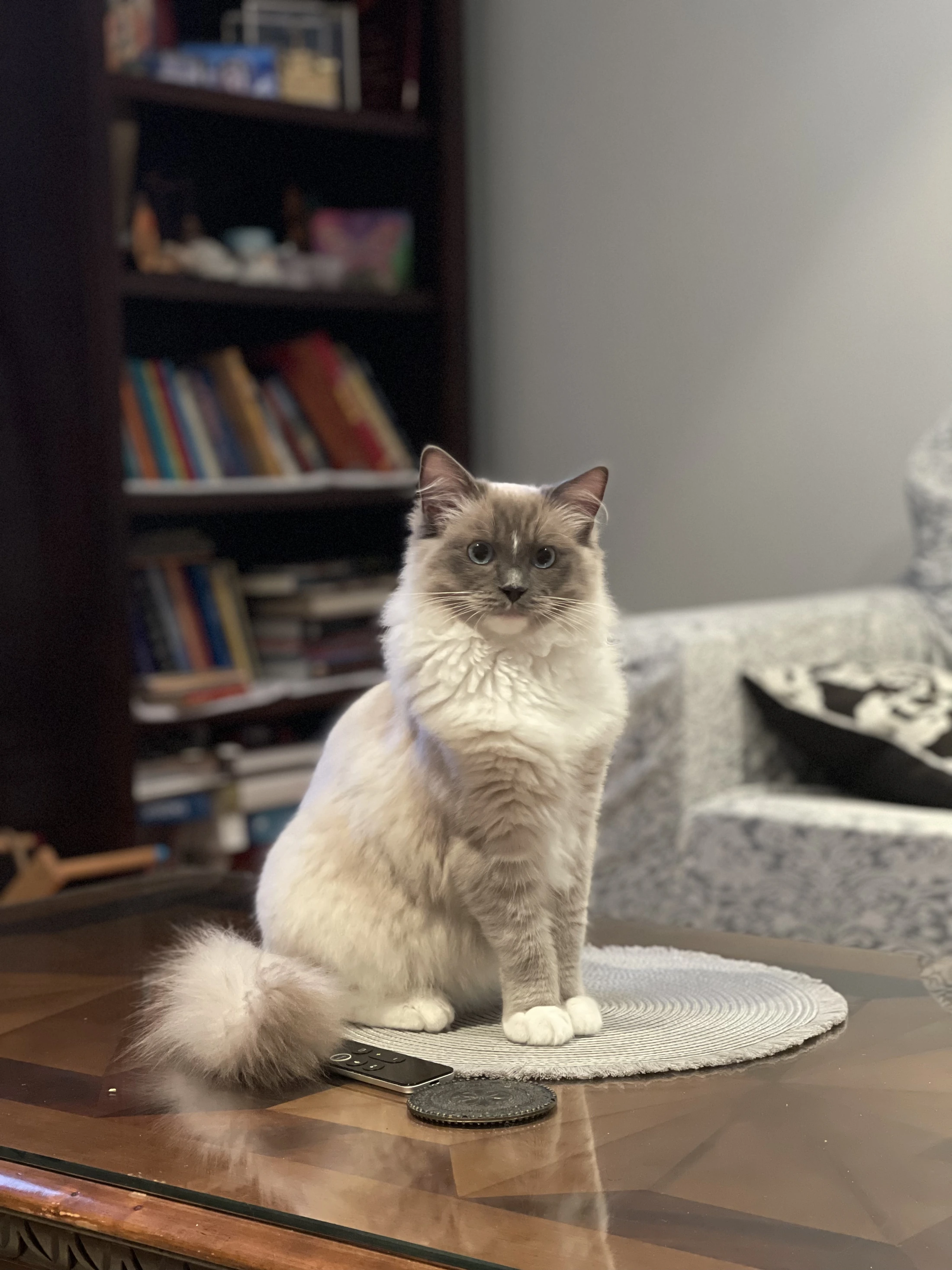 Kiwi, a fluffy white and grey cat sitting upright on a table