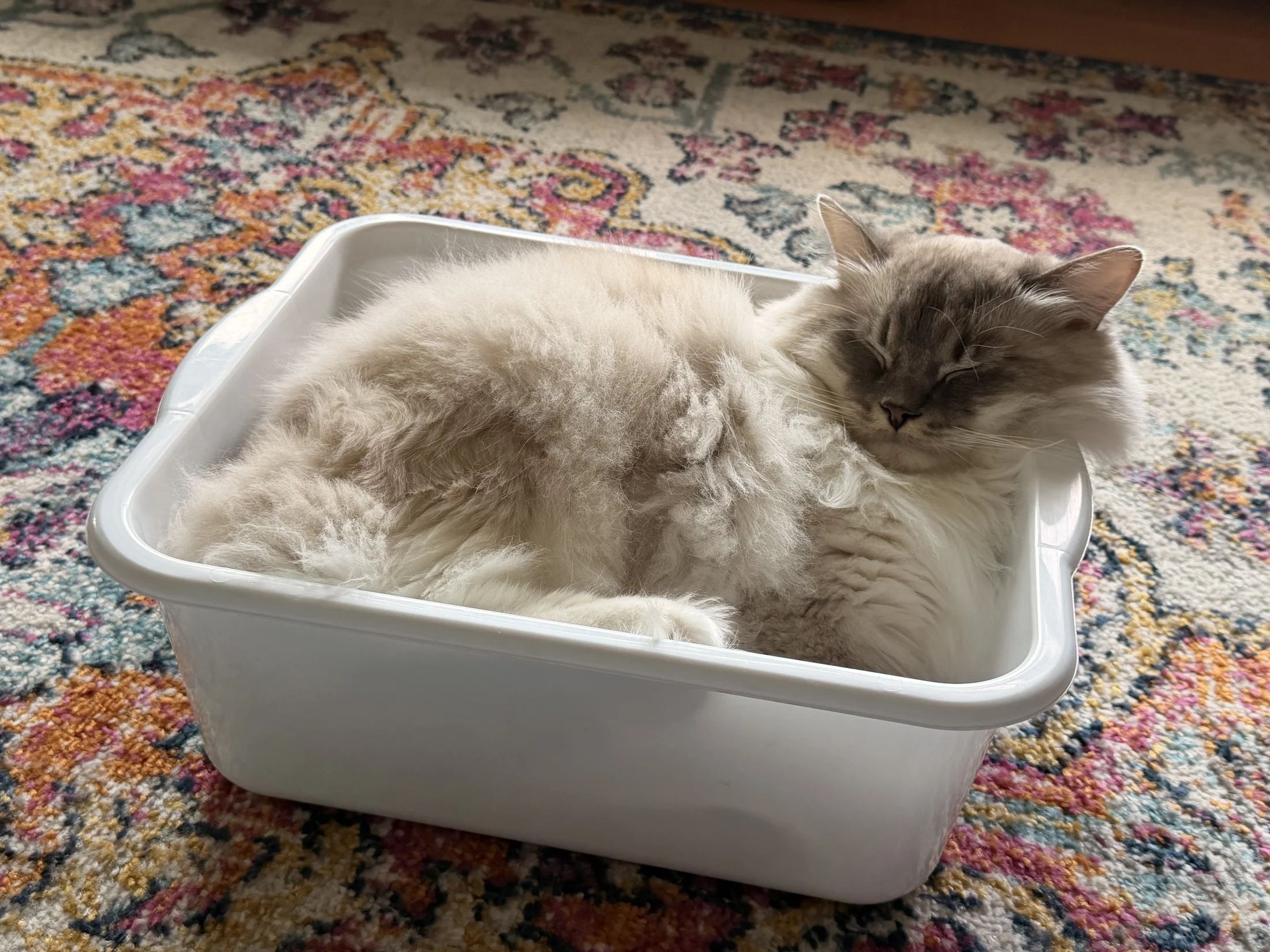 Mango, a fluffy white and grey cat sleeping in a storage bin