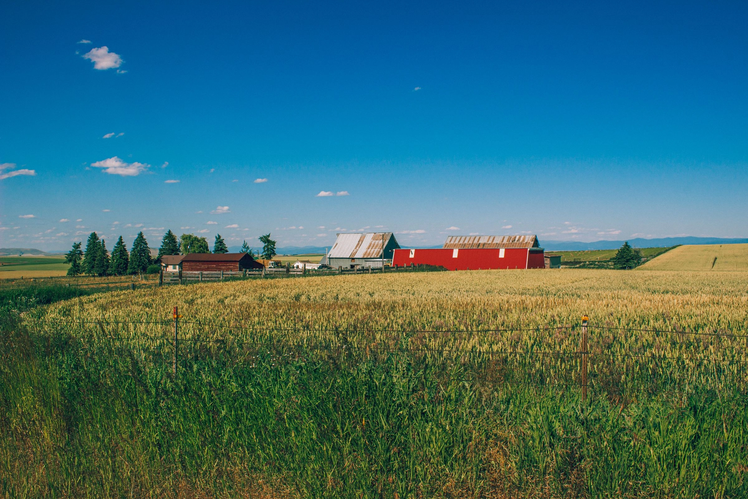 Red barn beside a ripening wheat field under a blue sky