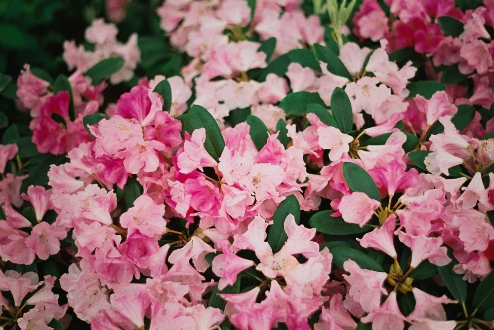 Dense cluster of pink flowers photographed by Pepe