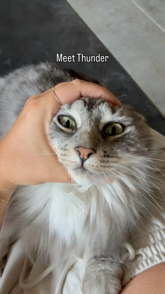 Thunder, the family’s road-trip cat