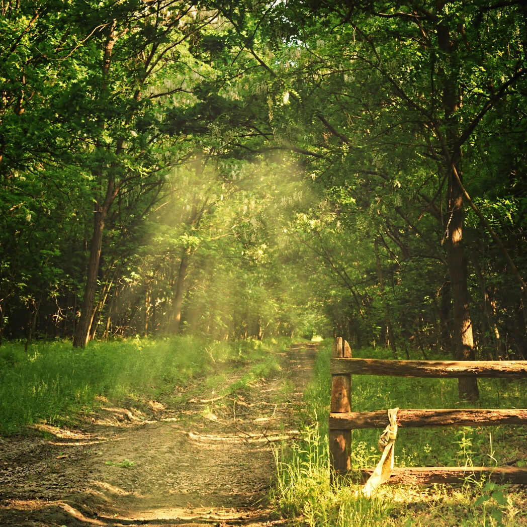 Sunlit forest path beside a wooden fence