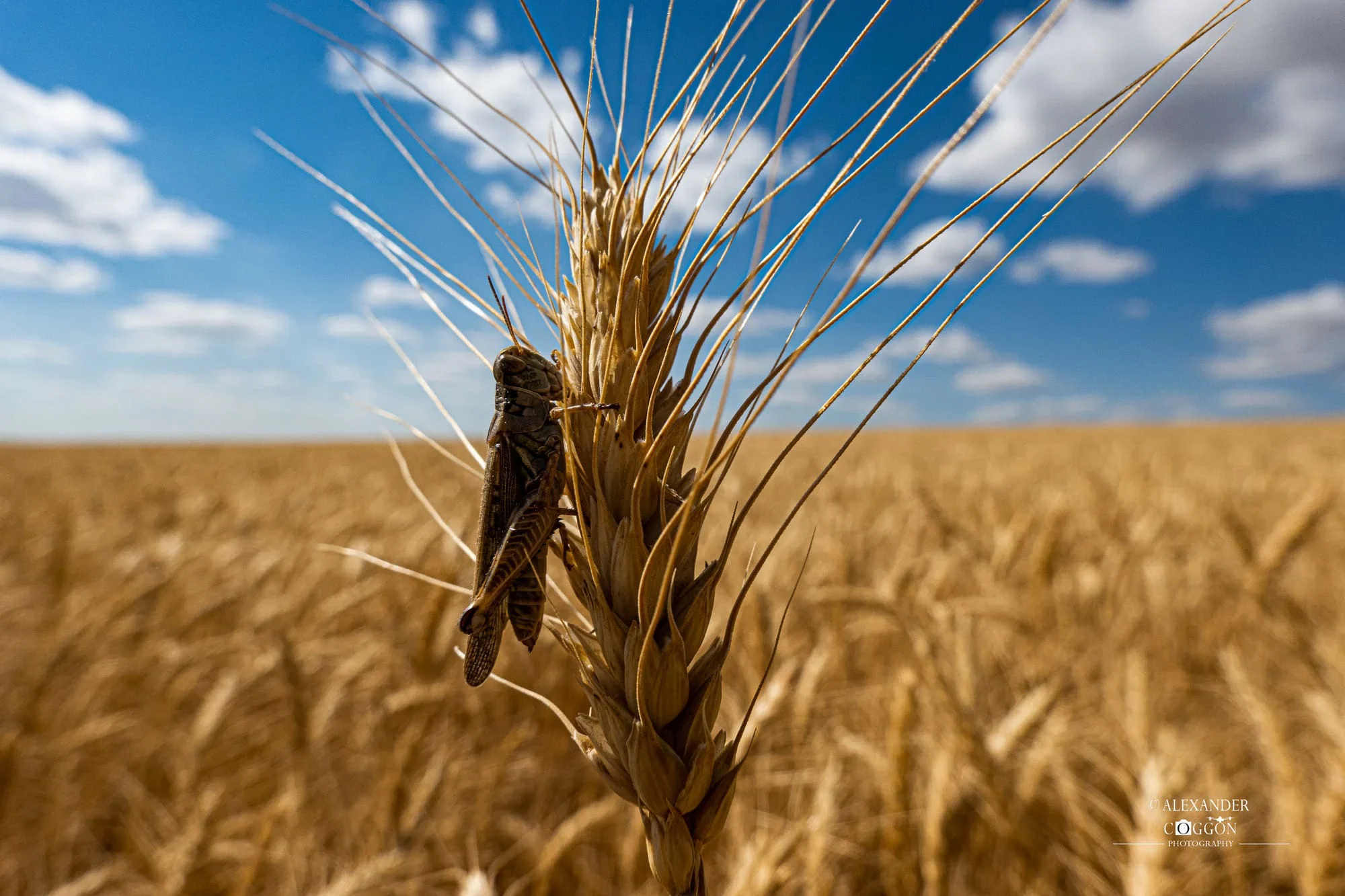 Close-up of a ripe wheat ear against the sky
