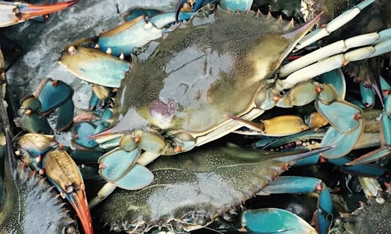 Blue crab underwater