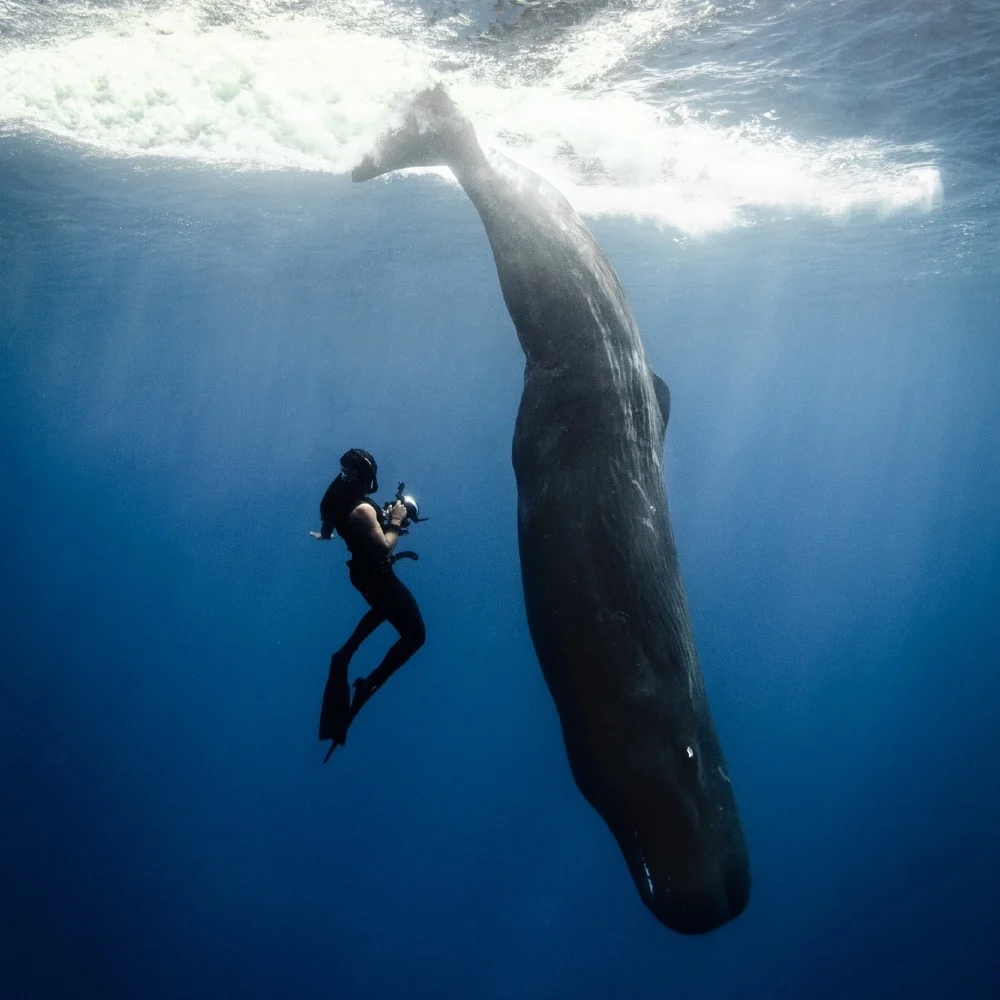 A diver swimming beside a whale on a wildlife photography expedition
