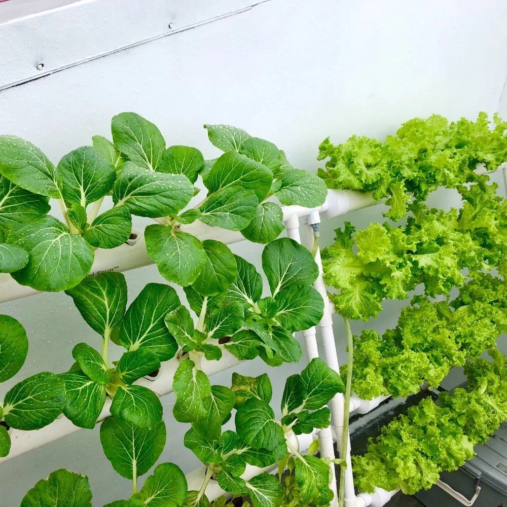 Urban Farmer TV growing fresh food at home