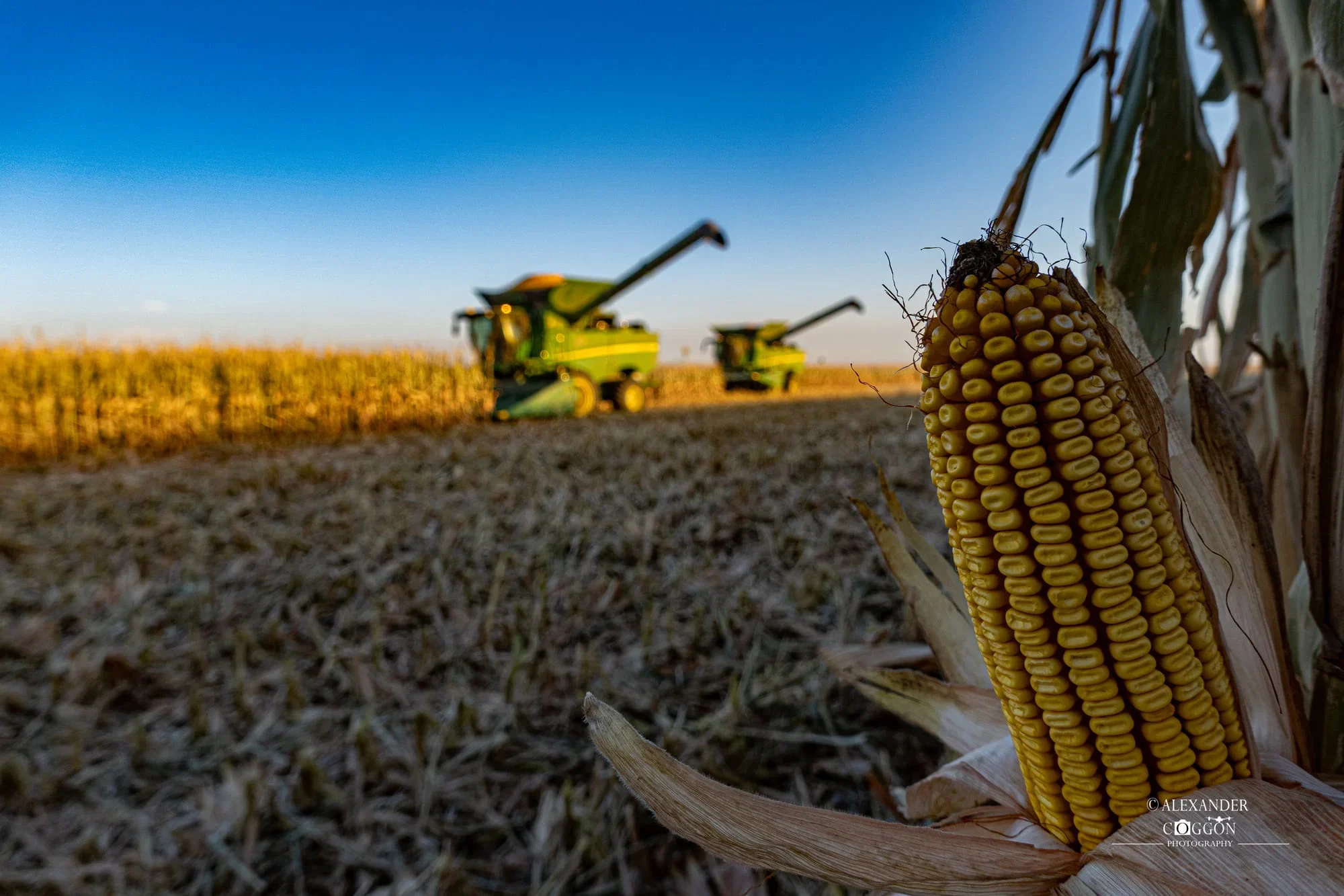 Corn cob in the foreground with combines harvesting