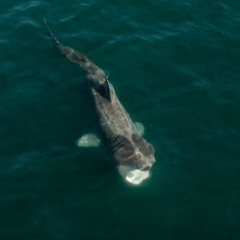 A basking shark beneath the surface in Ireland