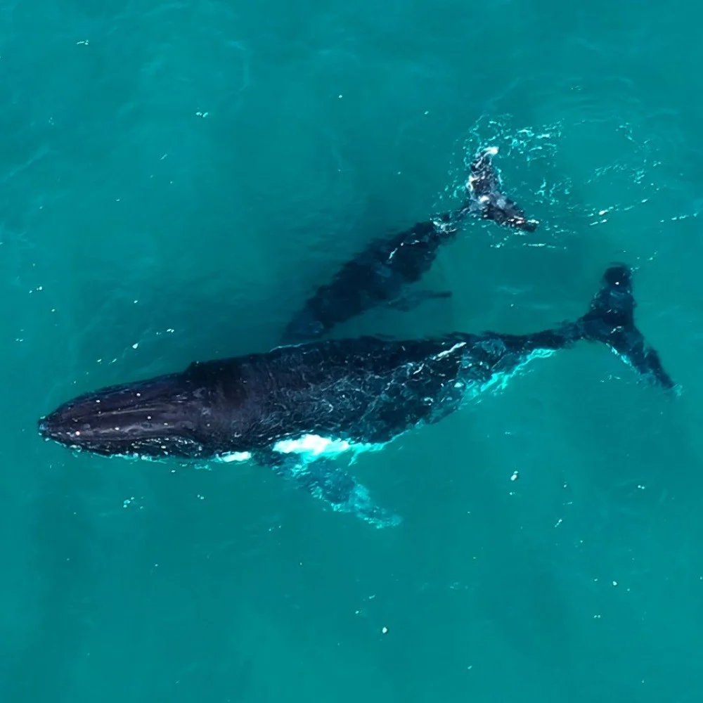 Humpback whales moving through turquoise water